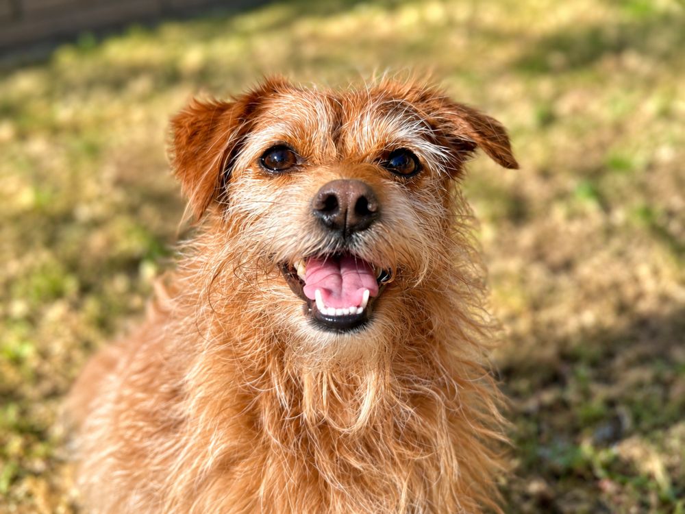 The real Sir Livingston, a scruffy auburn terrier mix with a big open-mouthed smile, sitting in the grass